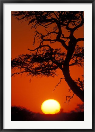 Framed Silhouetted Tree Branches, Kalahari Desert, Kgalagadi Transfrontier Park, South Africa Print