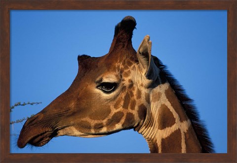 Framed Reticulated Giraffe, Kenya Print