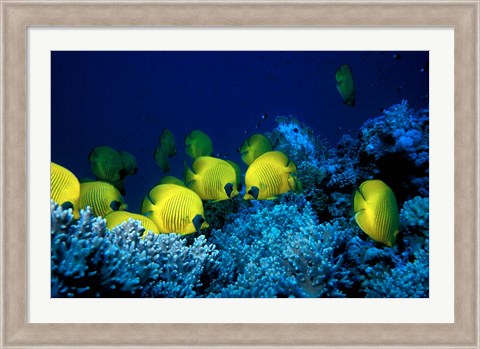 Framed School of Masked Butterflyfish, Red Sea, Egypt Print