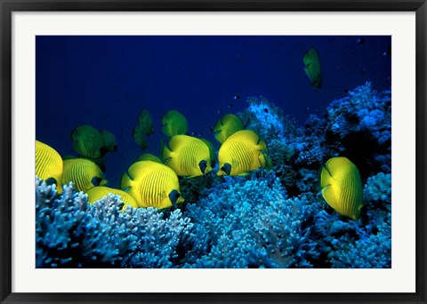 Framed School of Masked Butterflyfish, Red Sea, Egypt Print