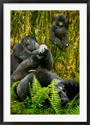 Framed Rwanda, Silverback, Mountain Gorillas Print