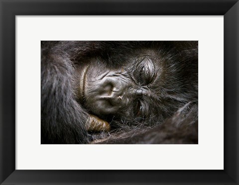 Framed Rwanda, Volcanoes NP, Mountain Gorilla Sleeping Print