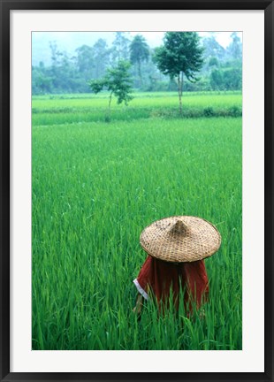 Framed Scenic of Rice Fields and Farmer on Yangtze River, China Print