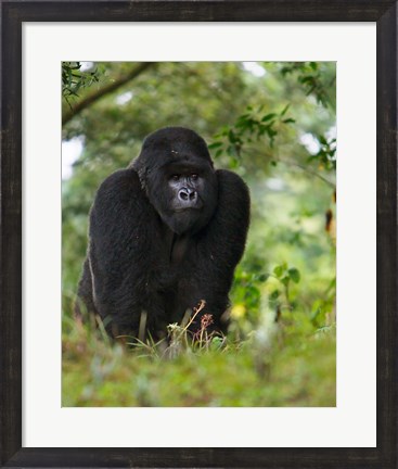 Framed Rwanda, Kigoma, Mountain Gorilla, No 3 Silverback Print