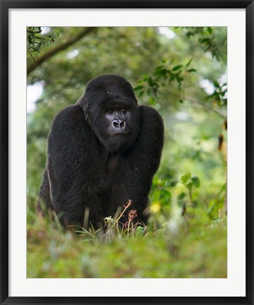 Framed Rwanda, Kigoma, Mountain Gorilla, No 3 Silverback Print