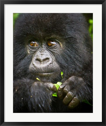 Framed Rwanda, Volcanoes NP, Close up of a Mountain Gorilla Print