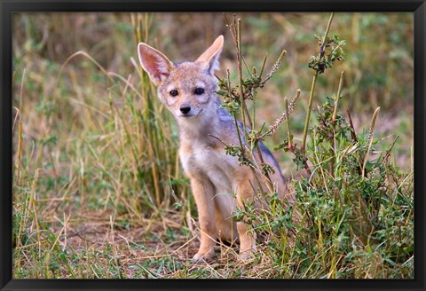 Framed Silver-backed Jackal wildlife, Maasai Mara, Kenya Print