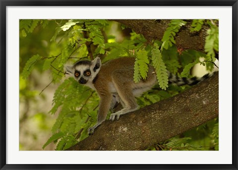 Framed Ring-tailed lemur, Beza mahafaly reserve, MADAGASCAR Print