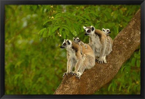 Framed Ring-tailed lemurs, primates, Berenty Reserve MADAGASCAR Print