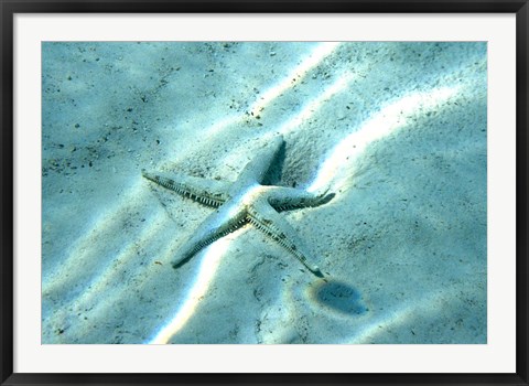 Framed Sea Star Abstract Print