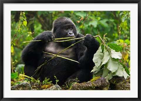 Framed Rwanda, Blackback Mountain Gorilla, Buffalo Wall Print