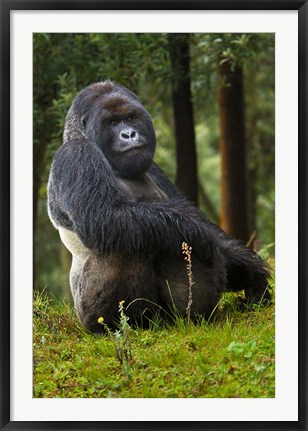 Framed Mountain Gorilla, Rwanda Print