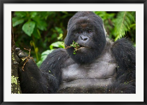 Framed Mountain Gorilla Chewing Leaves, Rwanda Print