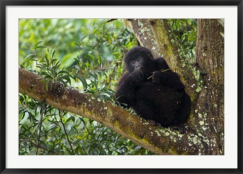 Framed Rwanda, Mountain Gorilla forages, Buffalo Wall Print