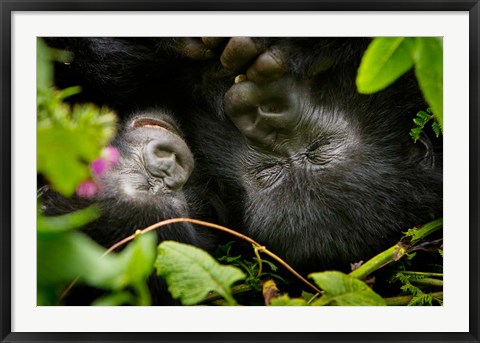 Framed Rwanda, Mountain Gorilla, Volcanoes NP Print