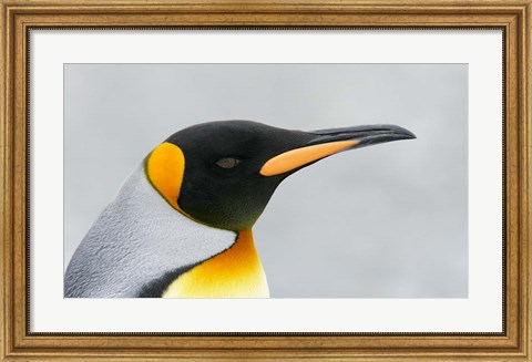 Framed South Georgia Island, King penguin head Print