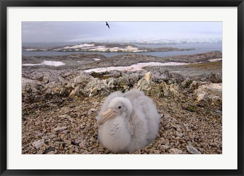 Framed Southern giant petrel bird, Antarctic Peninsula Print