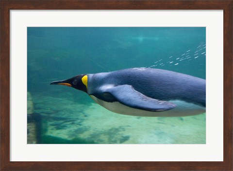 Framed South Africa, Cape Town, Aquarium King penguin Print