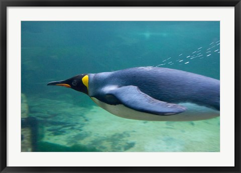 Framed South Africa, Cape Town, Aquarium King penguin Print