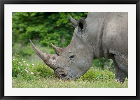 Framed South Africa, Game Reserve, African White Rhino Print