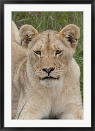 Framed South Africa, Inkwenkwezi GR, African lion cub Print