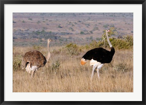 Framed South Africa, Kwandwe. Southern Ostriches in Kwandwe Game Reserve. Print