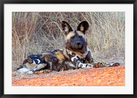 Framed South Africa, Madikwe Game Reserve, African Wild Dog Print