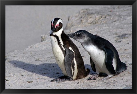 Framed Two African Penguins Print