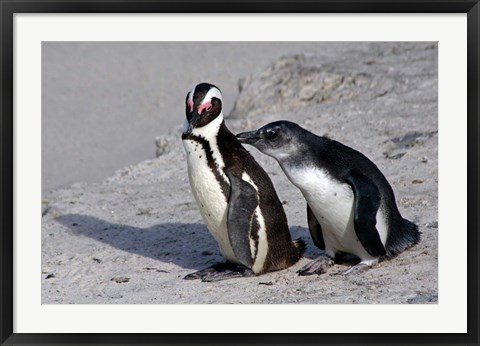 Framed Two African Penguins Print