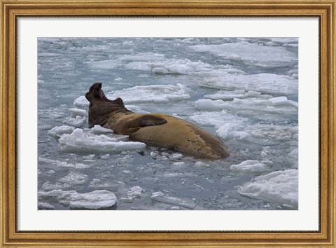 Framed South Georgia Island, Bull elephant seal Print