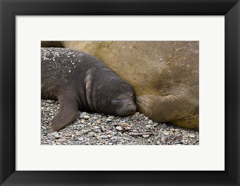 Framed South Georgia Island, Salisbury Plain, Elephant seals Print