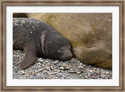 Framed South Georgia Island, Salisbury Plain, Elephant seals Print