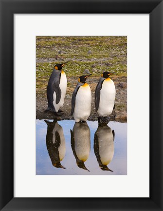 Framed King penguin reflections Print