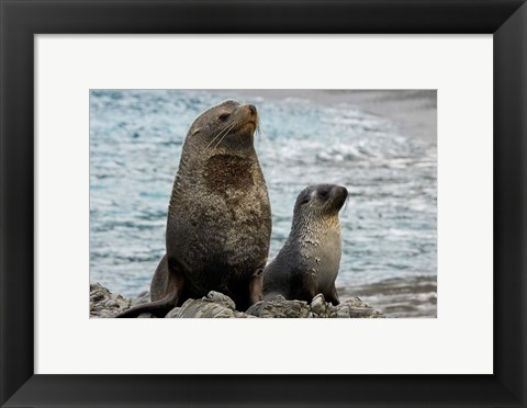 Framed South Georgia Island. Mother fur seal and pup Print