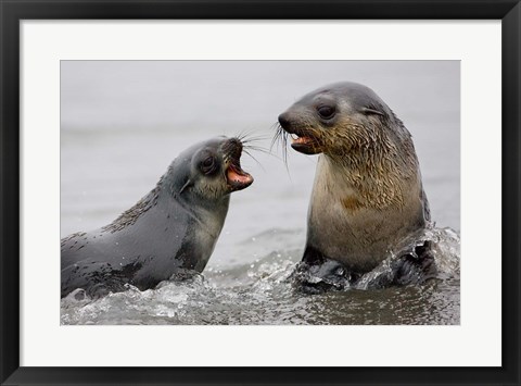 Framed South Georgia, St. Andrews Bay, Antarctic Fur Seals Print