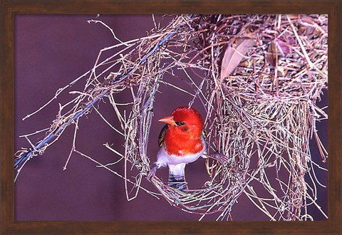 Framed South Kruger NP. Redheaded weaver bird, nest Print