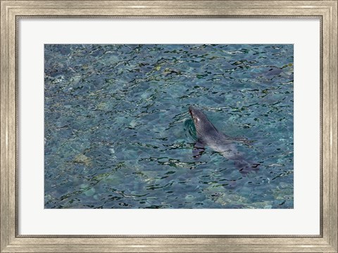 Framed Southern Fur Seal Swimming in Clear Water, South Georgia Island, Antarctica Print