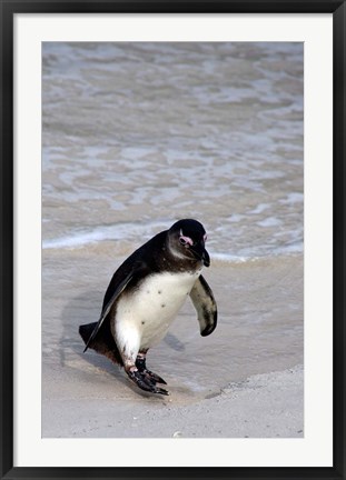 Framed Penguin, South Africa Print