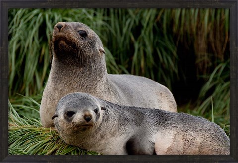 Framed South Georgia Island, Godthul, fur seal Print