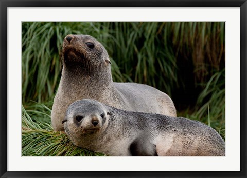 Framed South Georgia Island, Godthul, fur seal Print