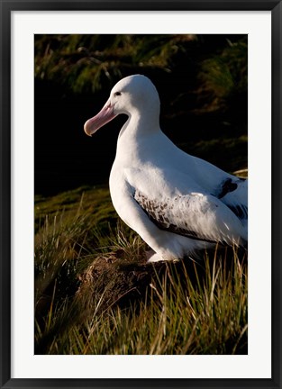 Framed South Georgia, Prion, Wandering albatross bird Print