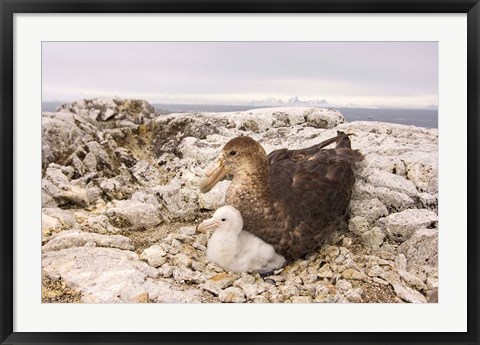 Framed Southern giant petrel nest, Antarctic Peninsula Print