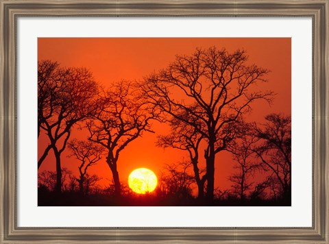 Framed South Africa, Kruger NP, Trees silhouetted at sunset Print