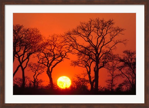 Framed South Africa, Kruger NP, Trees silhouetted at sunset Print