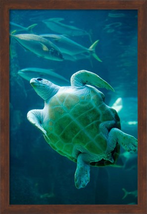 Framed South Africa, Cape Town, Leatherback Turtle, Aquarium Print