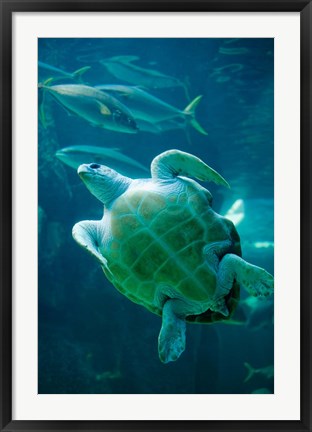 Framed South Africa, Cape Town, Leatherback Turtle, Aquarium Print