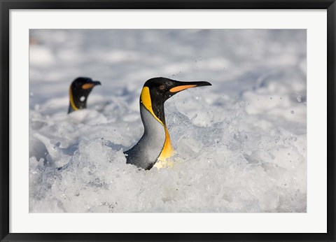 Framed South Georgia Is, St Andrews Bay, King Penguin rookery Print