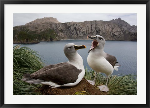 Framed South Georgia Island, Gray-headed Albatross courtship Print