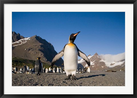 Framed King Penguin, South Georgia Island Print