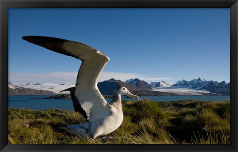 Framed Wandering Albatross bird Print